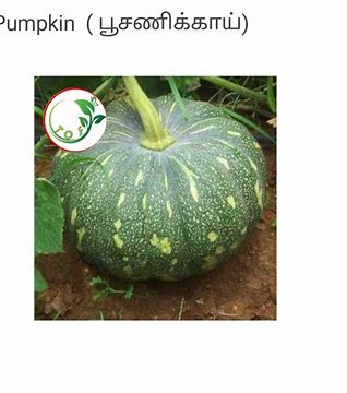 பூசணிக்காய்