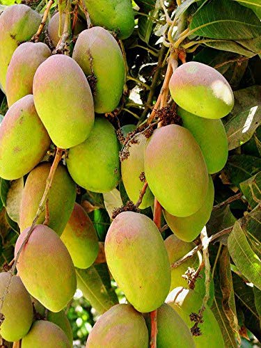 மாங்கனி